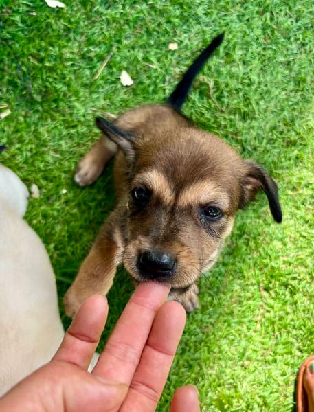 Alaska, femelle X berger, née le 15/08/2025 🐶
