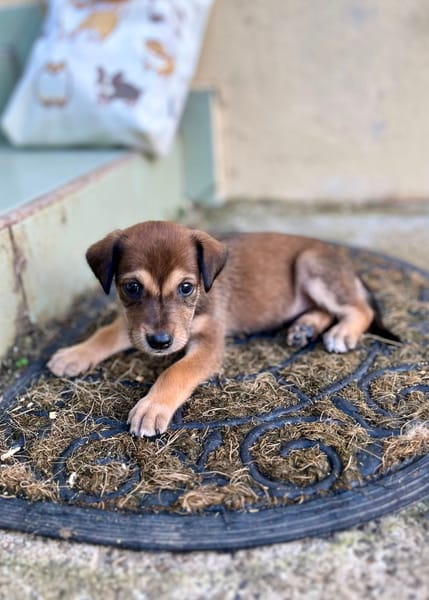 Alaska, femelle X berger, née le 15/08/2025 🐶