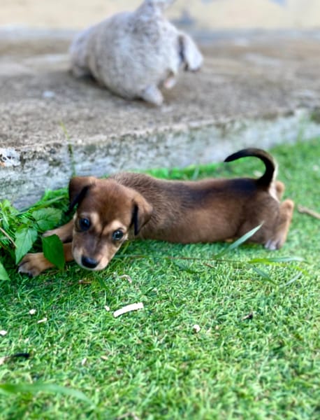 Alaska, femelle X berger, née le 15/08/2025 🐶