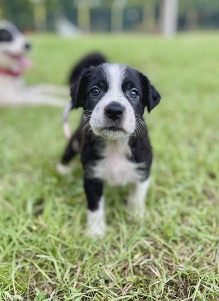 Ael, mâle berger,née le 15/08/2025 🐶
