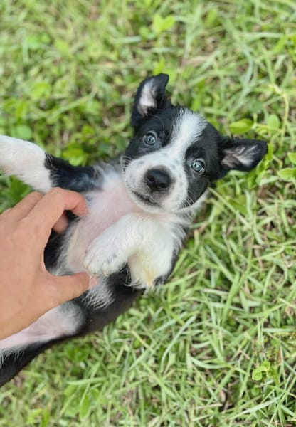 Ael, mâle berger,née le 15/08/2025 🐶