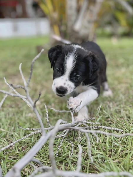 Ael, mâle berger,née le 15/08/2025 🐶