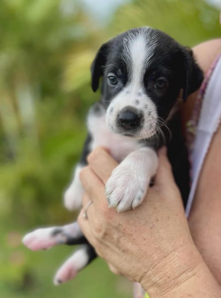 Ael, mâle berger,née le 15/08/2025 🐶
