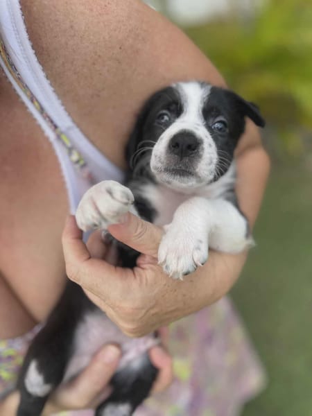 Ael, mâle berger,née le 15/08/2025 🐶