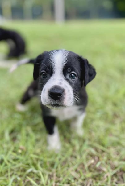Ael, mâle berger,née le 15/08/2025 🐶