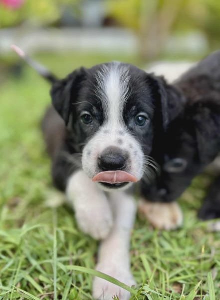 Ael, mâle berger,née le 15/08/2025 🐶