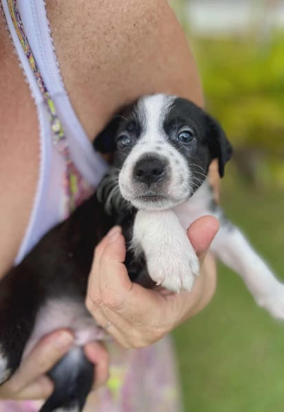 Ael, mâle berger,née le 15/08/2025 🐶