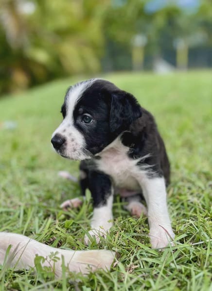 Ael, mâle berger,née le 15/08/2025 🐶