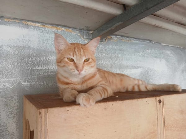 Lili, la minette qui vous attend