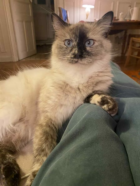BELLE