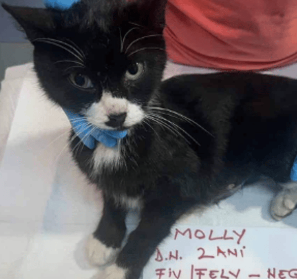 Molly