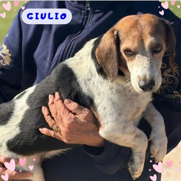 GIULIO