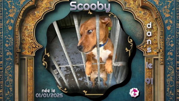 Scooby