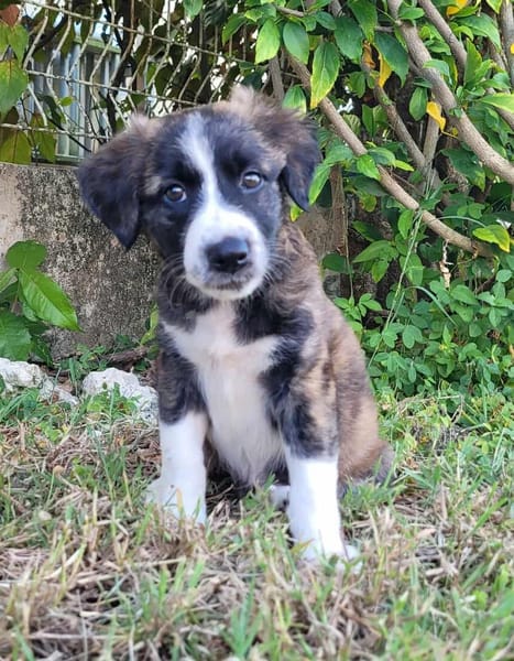ROXIE la petite jolie