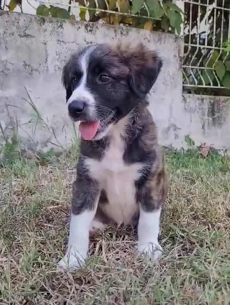 ROXIE la petite jolie