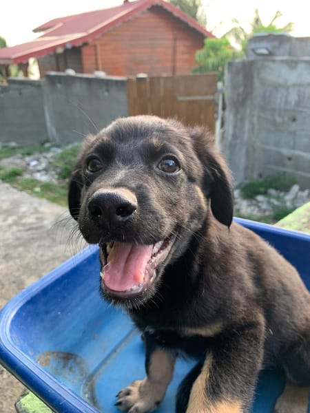 LORIENT, le petit bout en train au cœur tendre ! 🐾