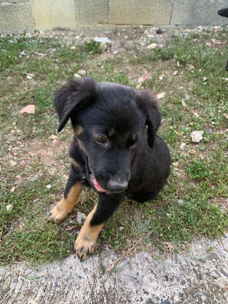 LORIENT, le petit bout en train au cœur tendre ! 🐾
