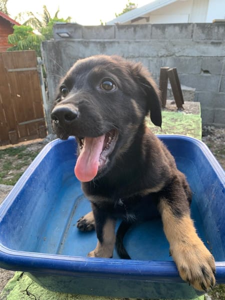 LORIENT, le petit bout en train au cœur tendre ! 🐾