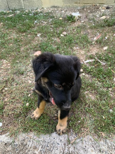 LORIENT, le petit bout en train au cœur tendre ! 🐾
