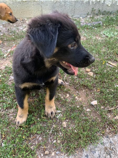 LORIENT, le petit bout en train au cœur tendre ! 🐾