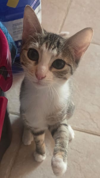 CARLA