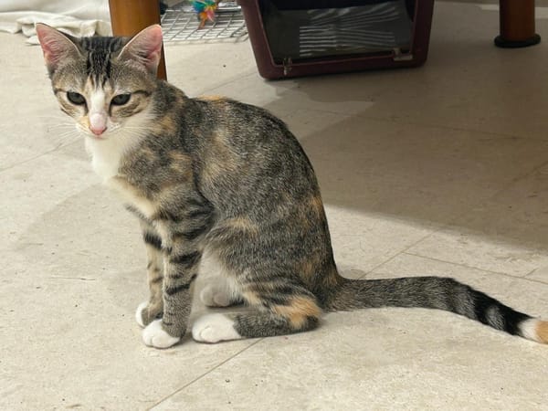 CARLA