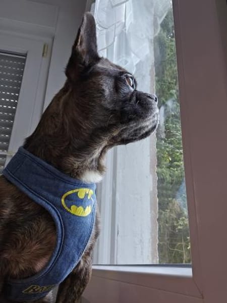 ❤Batman...sucht sein Glück...🍀