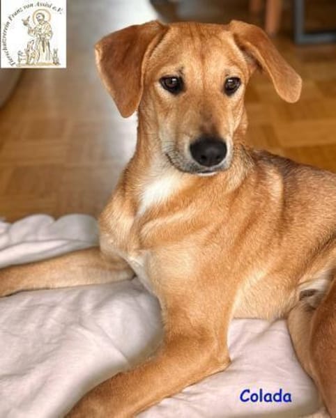 Colada  der neugierige Hundejunge