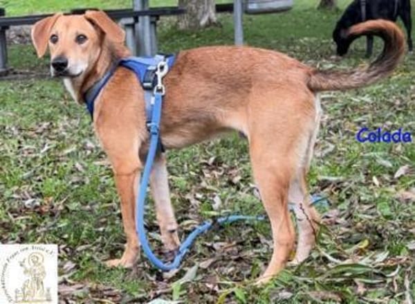 Colada  der neugierige Hundejunge