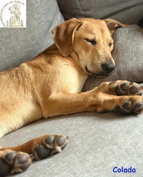 Colada  der neugierige Hundejunge