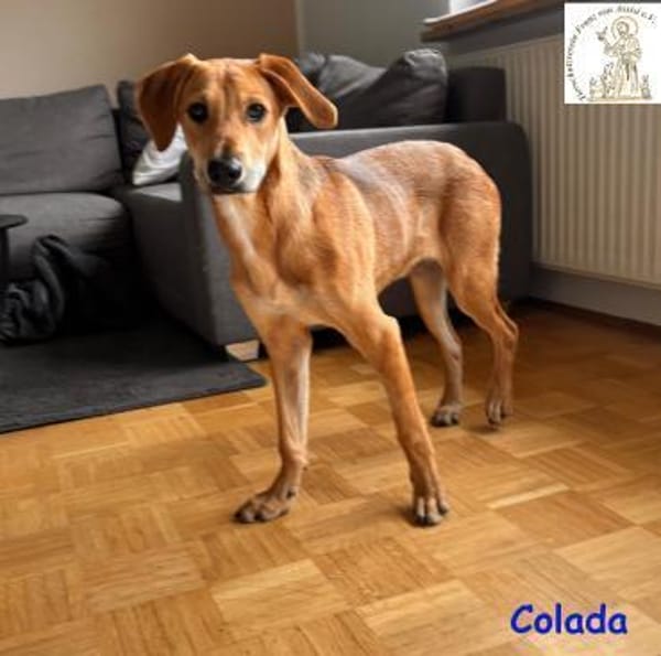 Colada  der neugierige Hundejunge