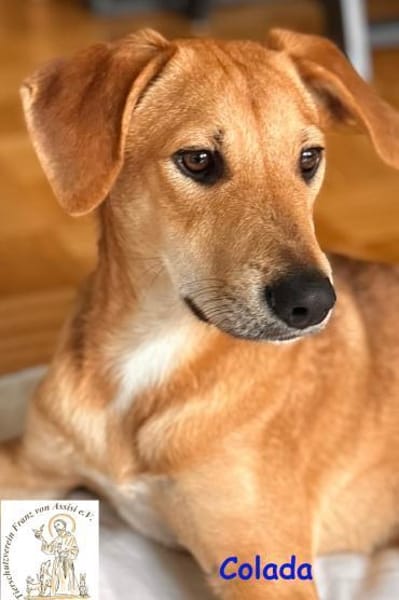 Colada  der neugierige Hundejunge