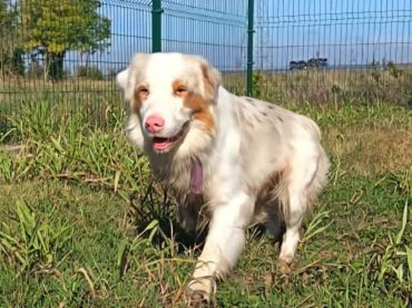 Potap sucht sein Zuhause
