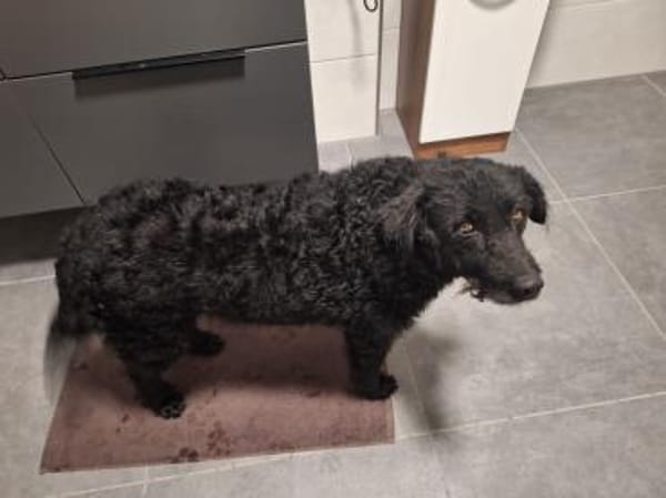 Cinderella  Glücksgriff auf vier Pfoten