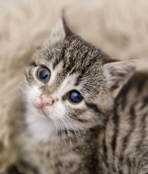Katzenkind Karlie