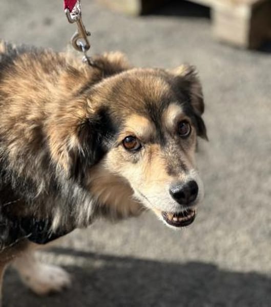 ZOE - liebe, verschmuste Handicap-Dame