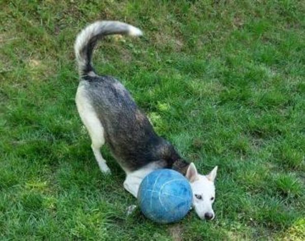 Hundedame FREYA