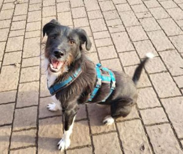 DRINGEND: Otis ist ein charmanter Kerl