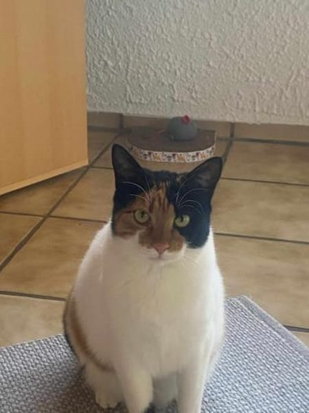 Süße Lina sucht ihre Menschen