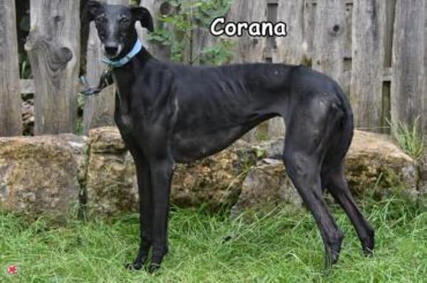 CORANA