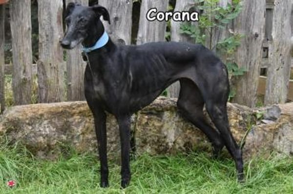 CORANA