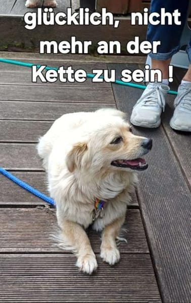 Joyce sucht fröhliches Zuhause