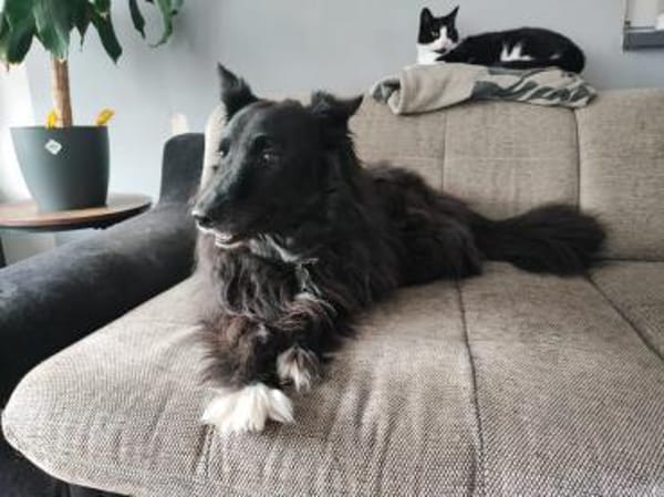 liebe ältere Hündin sucht...