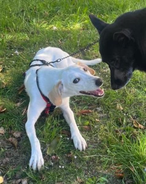 Zarte♥ Bella ♥wartet in 64711 Erbach/Od.