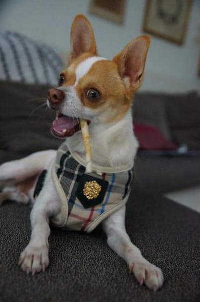 Chico sucht einfühlsames Zuhause