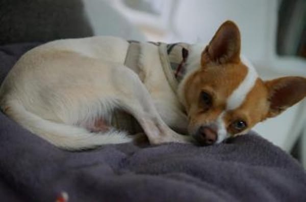 Chico sucht einfühlsames Zuhause