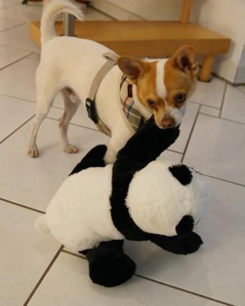 Chico sucht einfühlsames Zuhause