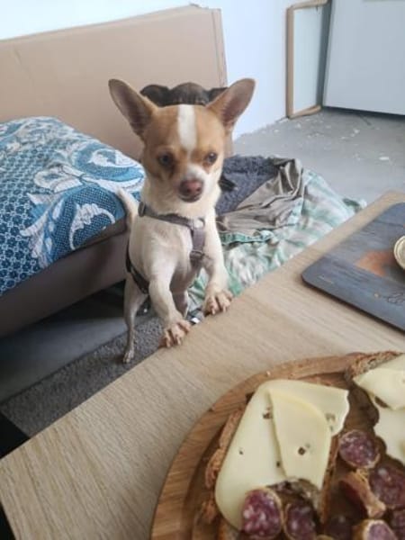 Chico sucht einfühlsames Zuhause