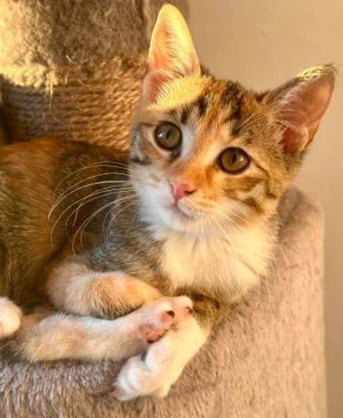 Fritzi & Greta verspielte Katzenkinder