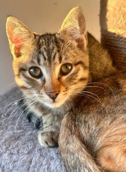 Fritzi & Greta verspielte Katzenkinder